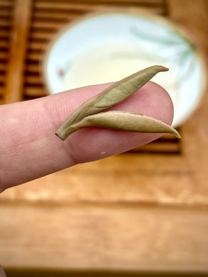 A close-up of a Chinese white tea leaf on a man’s finger