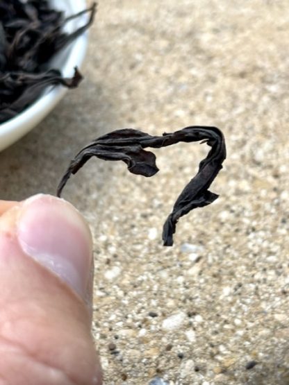 Close up of a long leaf of Yancha oolong tea